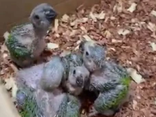 Imagem - Suspeito de manter aves silvestres em ameaça de extinção em cativeiro é preso