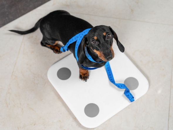Imagem - Cachorro ou gato gordinho? Veja causas e riscos da obesidade em animais de estimação