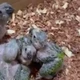 Imagem - Suspeito de manter aves silvestres em ameaça de extinção em cativeiro é preso