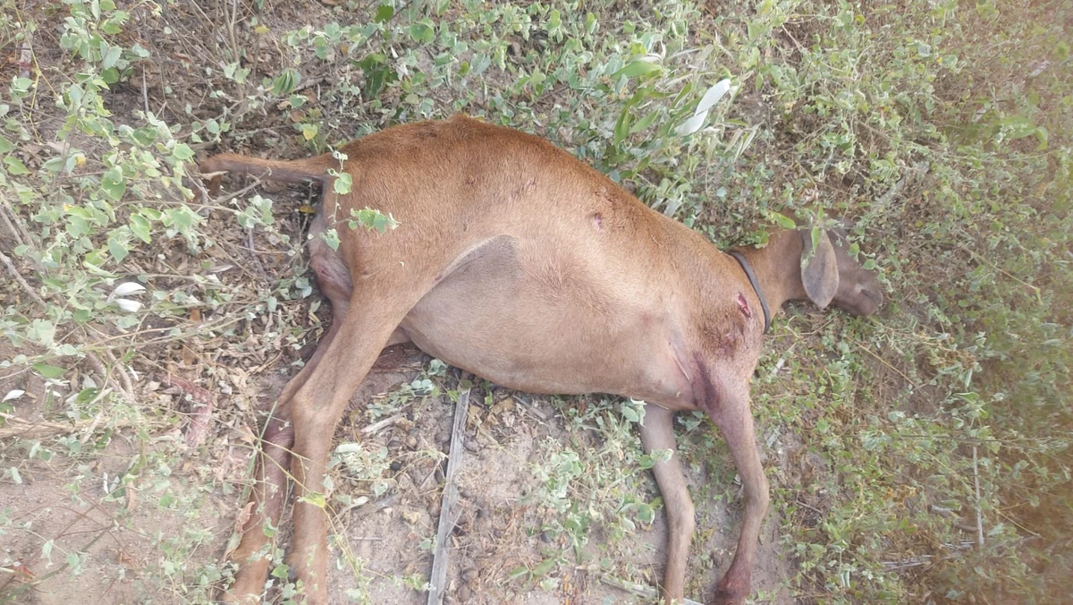 Mais de dois mil animais mortos já foram contabilizados este ano pela Seagri