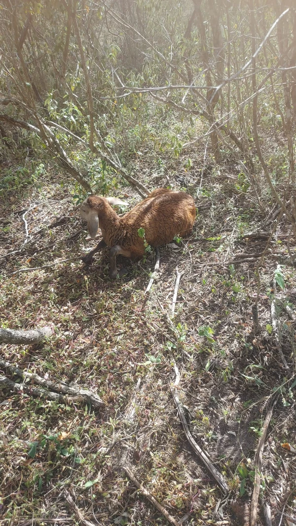 Mais de dois mil animais mortos já foram contabilizados este ano pela Seagri