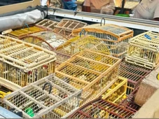 Imagem - 150 aves silvestres são resgatadas em Feira de Santana
