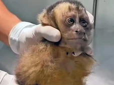Imagem - Macaca é baleada no ombro e corre risco de ficar paraplégica