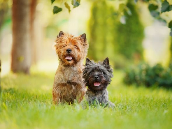 Imagem - Pequeno, animado e fofo: conheça a raça de cachorro Cairn Terrier