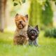 Imagem - Pequeno, animado e fofo: conheça a raça de cachorro Cairn Terrier