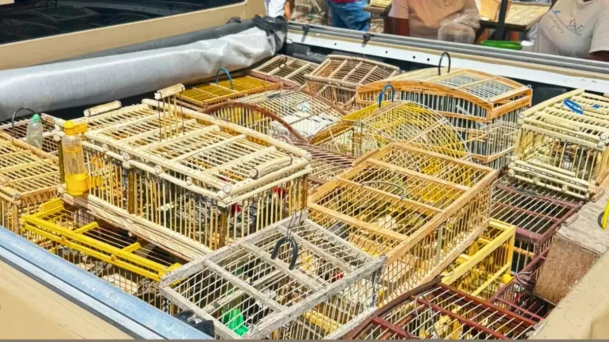 Aves resgatadas em Feira de Santana