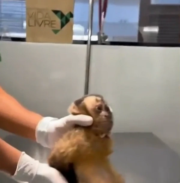 Macaca Maria por Reprodução