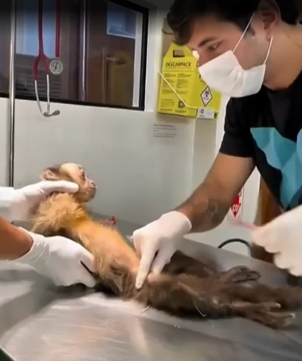Macaca Maria por Reprodução