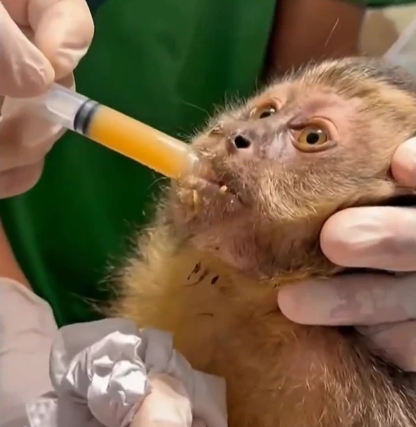 Macaca Maria por Reprodução