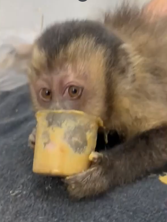 Macaca Maria por Reprodução