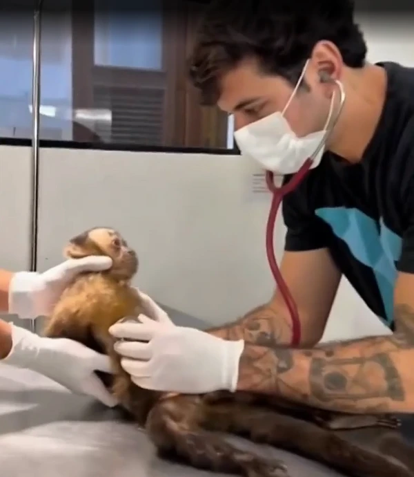 Macaca Maria por Reprodução