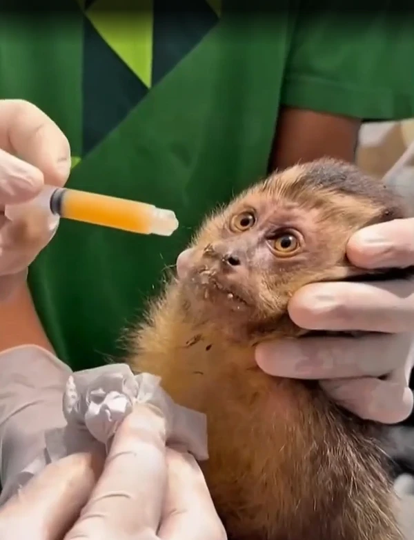 Macaca Maria por Reprodução