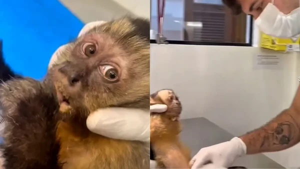 Macaca Maria foi baleada por Reproduçao