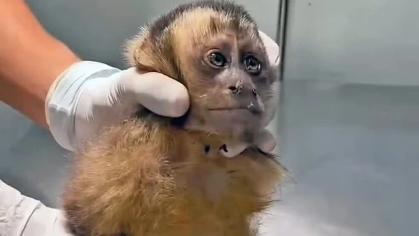 Macaca Maria vai passar por procedimento