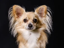 Imagem - Chihuahua ingere cocaína, desmaia e acaba na emergência