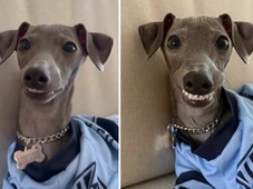 Imagem - Cachorro viraliza ao atender pedido de tutora: 'Só falta falar'