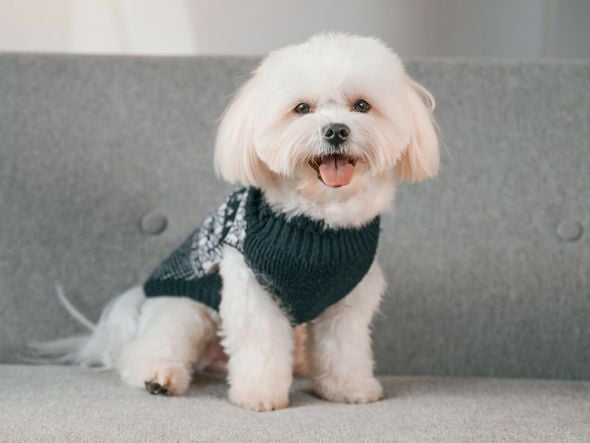 Imagem - 7 raças de cachorro com aparência de filhote