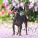 Imagem - 14 curiosidades sobre o cachorro da raça pinscher