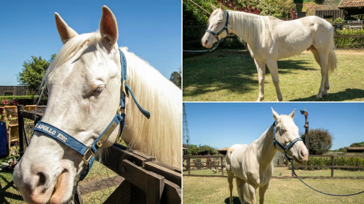 Cavalo Apolo - Colorado se aposentou! O novo cavalo Apolo, todo branco e de olhos azuis, promete ser o confidente dos peões por Edu Moraes/RECORD
