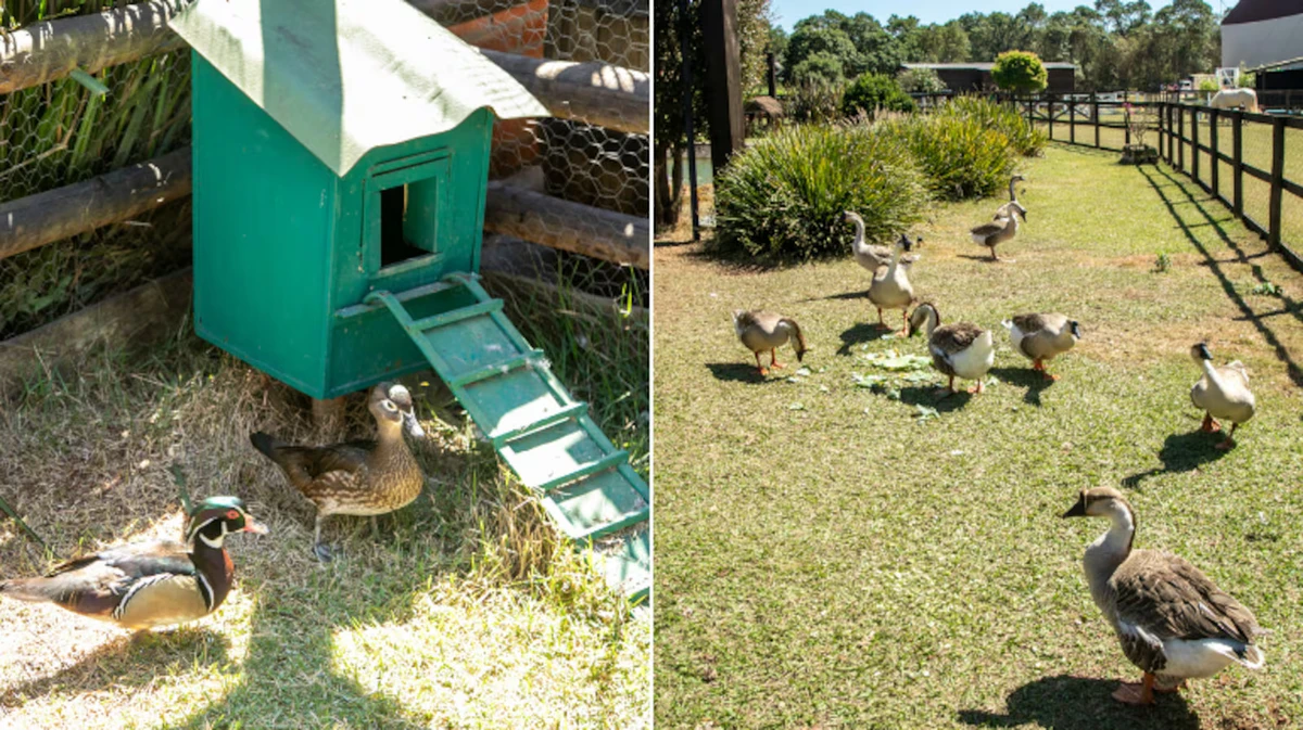 Lago das aves - Gansos, patos e marrecos vivem juntos no lago. Na última temporada, cinco novos marrequinhos nasceram por Edu Moraes/RECORD