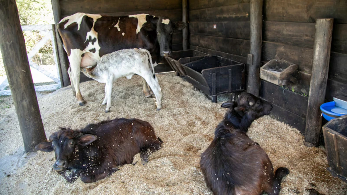 Vacas - As vacas e bezerrinhos estão de volta, com cabeçadas, xixi fora de hora e muita diversão garantida!
 
 por Edu Moraes/RECORD