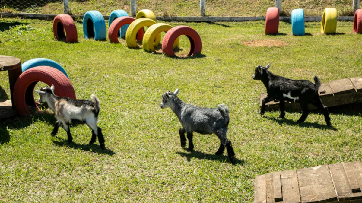 Mini cabras - Pequenas, carinhosas e cheias de energia, as mini cabras trazem fofura e diversão à sede

 por Edu Moraes/RECORD