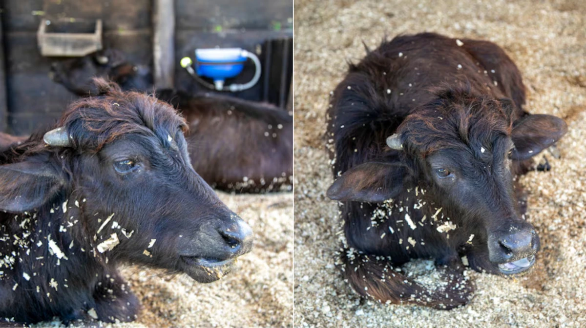 Búfalos - Depois de algumas temporadas, os búfalos estão de volta! Dois filhotes prometem agitar A Fazenda 17
 por Edu Moraes/RECORD