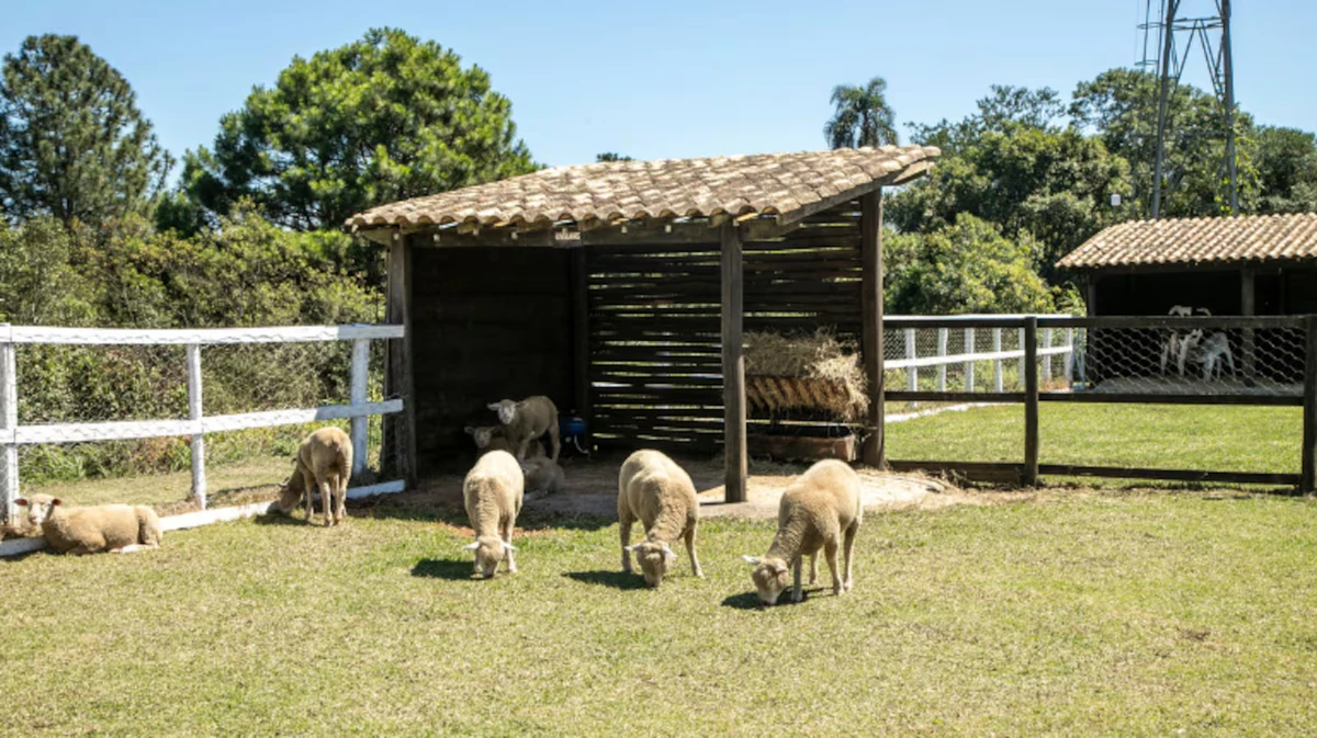 Ovelhas - Sempre famintas e adoráveis, as ovelhas já conquistaram o coração dos peões e retornam nesta temporada.

 por Edu Moraes/RECORD