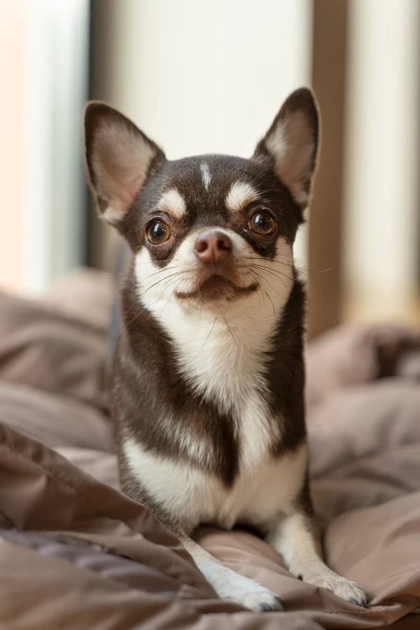 Chihuahua por FreePik
