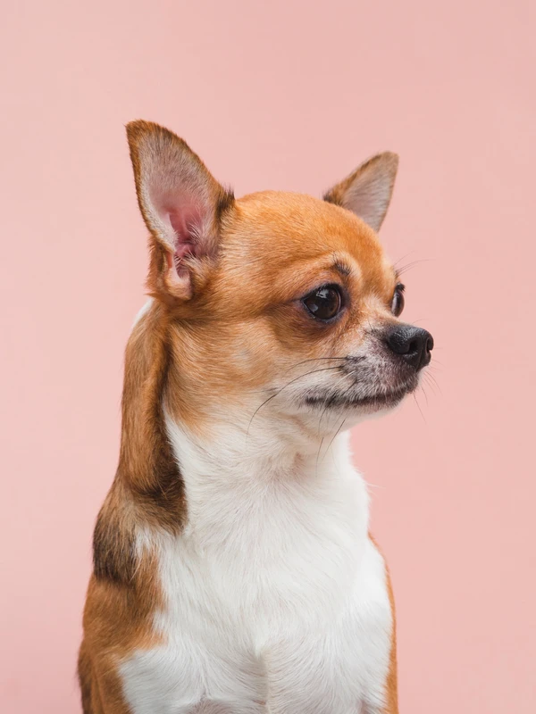 Chihuahua por FreePik