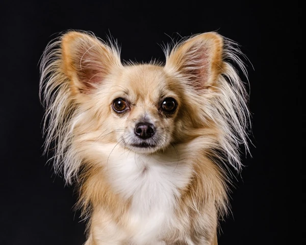Chihuhua