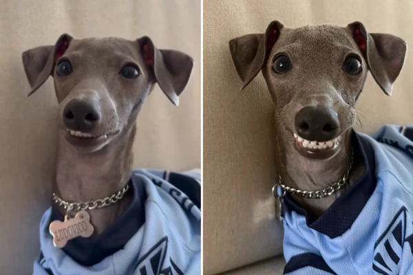 Ludovico é um galguinho italiano