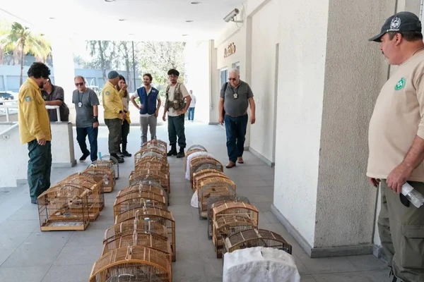 Operação foi finalizada com o resgate de mais de 800 animais
