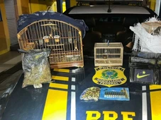 Imagem - PRF prende mulher com aves silvestres, drogas e TV Box em Feira de Santana