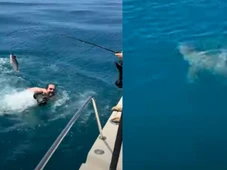 Imagem - VÍDEO: Homem é surpreendido por tubarão ao pular no mar