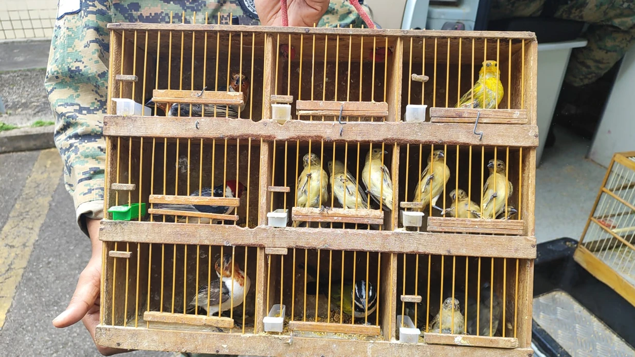 Imagem - Aves de canto lideram apreensões na RMS, com mais de 8 mil animais resgatados até setembro