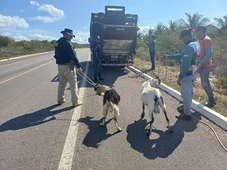 Imagem - PRF resgata 59 animais em rodovia na Bahia onde policial morreu atropelado