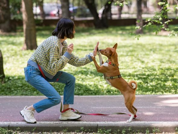 Imagem - Cuidado: 8 erros para não cometer no adestramento do cachorro