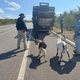 Imagem - PRF resgata 59 animais em rodovia na Bahia onde policial morreu atropelado