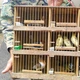Imagem - Aves de canto lideram apreensões na RMS, com mais de 8 mil animais resgatados até setembro
