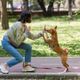 Imagem - Cuidado: 8 erros para não cometer no adestramento do cachorro