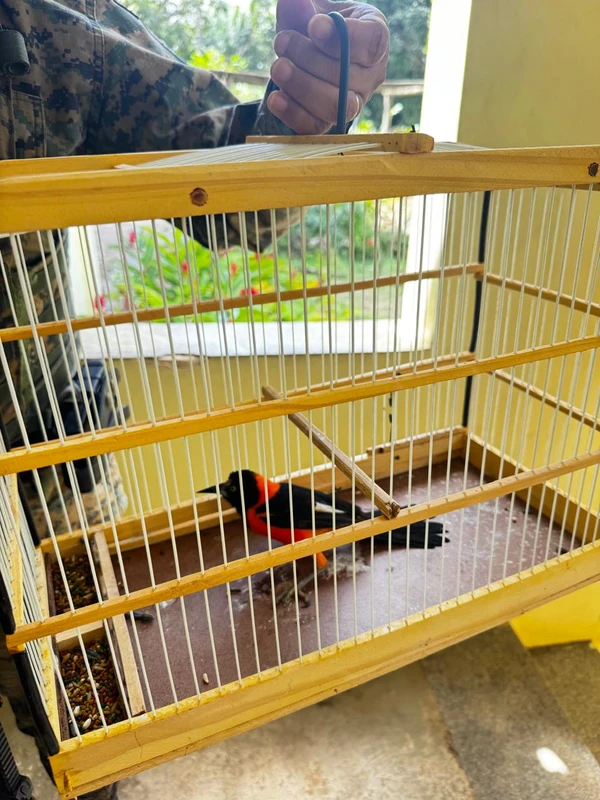 Coppa resgatou mais de 8 mil animais silvestres até setembro por Divulgação