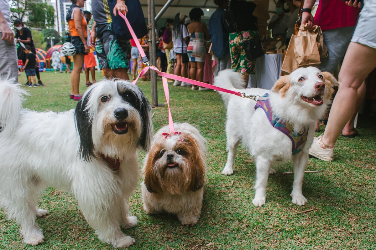 Feira Vegana Salvador por Divulgação