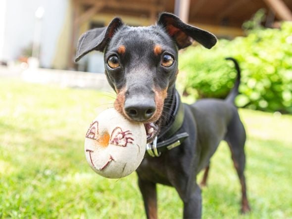 Imagem - 11 cuidados importantes com a raça pinscher