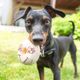 Imagem - 11 cuidados importantes com a raça pinscher