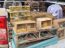 Imagem - Mais de 270 aves silvestres são resgatadas em Feira de Santana e Santo Estêvão