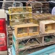 Imagem - Mais de 270 aves silvestres são resgatadas em Feira de Santana e Santo Estêvão