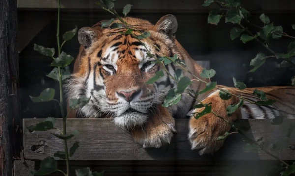 Animais no  por Reprodução | Redes Sociais