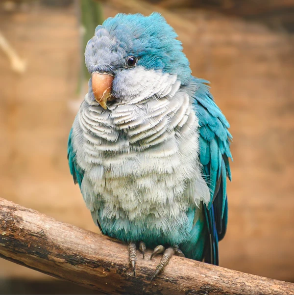 Animais no  por Reprodução | Redes Sociais