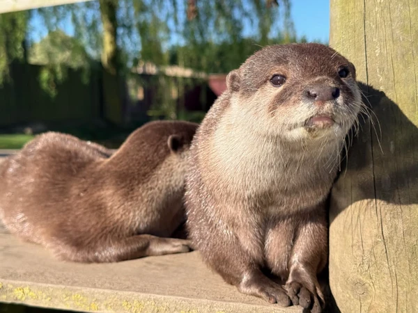 Animais no  por Reprodução | Redes Sociais